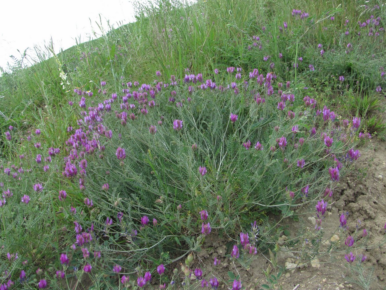 Изображение особи Astragalus bungeanus.