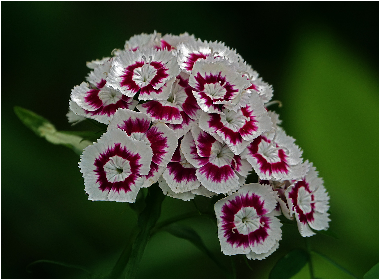 Изображение особи Dianthus barbatus.