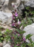 Teucrium chamaedrys. Верхушка побега с соцветием. Дагестан, Левашинский р-н, окр. с. Цудахар, каменистый склон. 15 июня 2023 г.