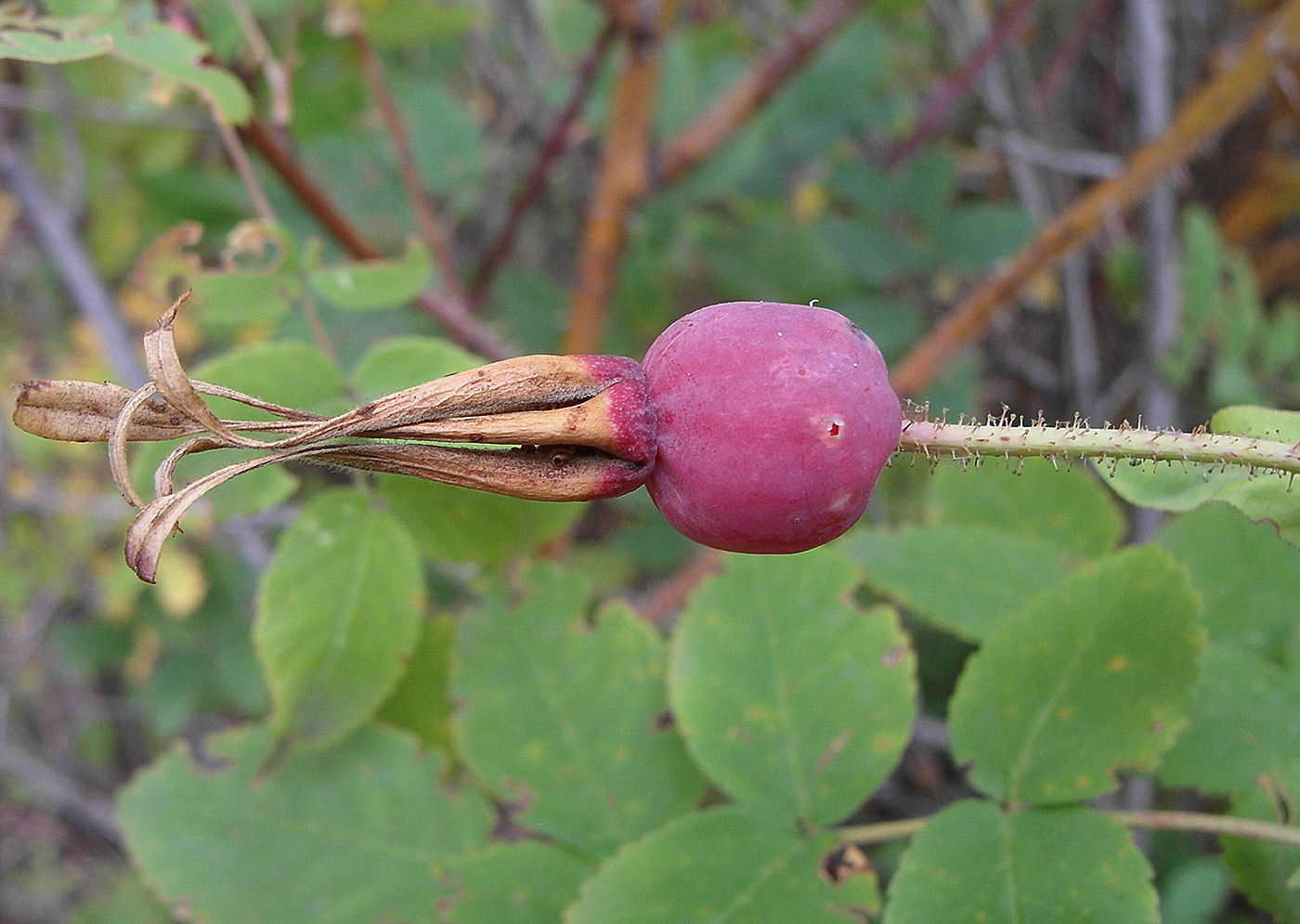 Image of genus Rosa specimen.