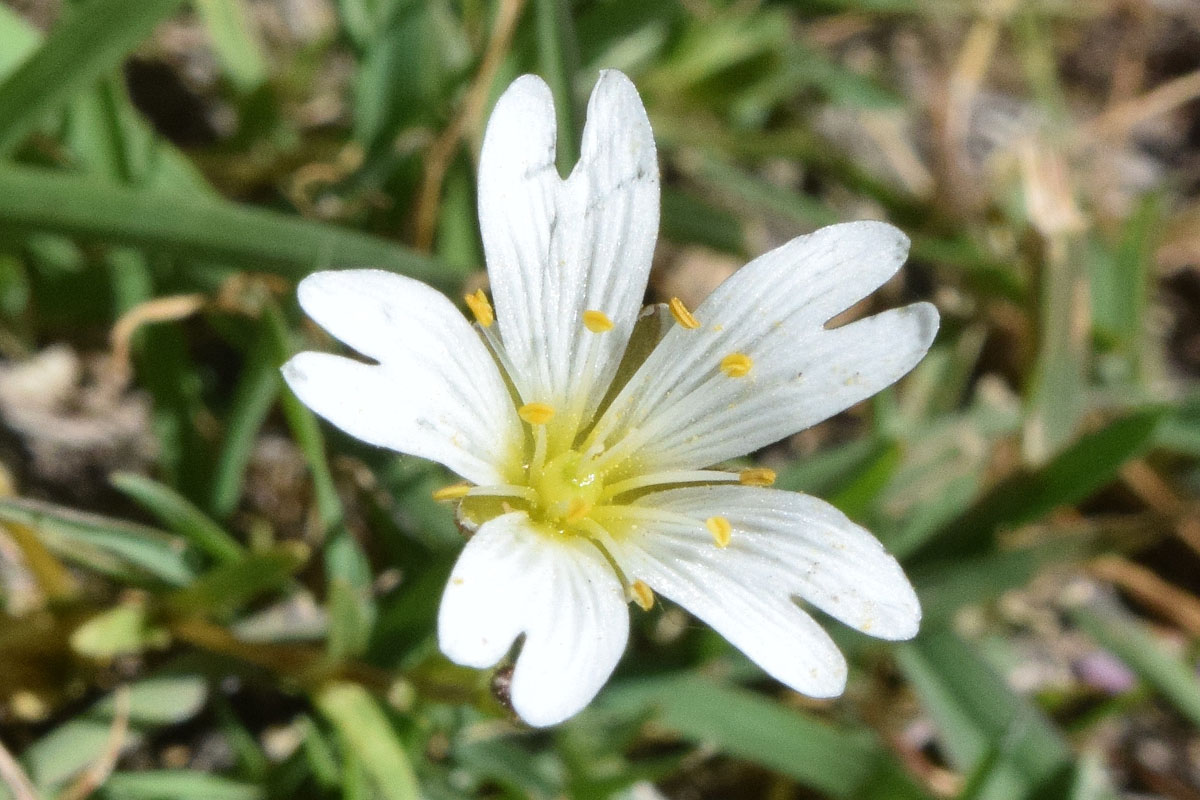 Изображение особи Dichodon cerastoides.