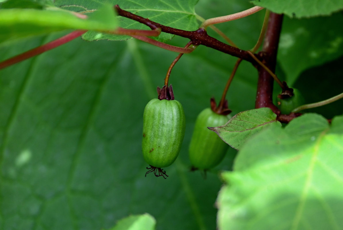 Изображение особи Actinidia kolomikta.