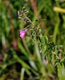 Epilobium hirsutum