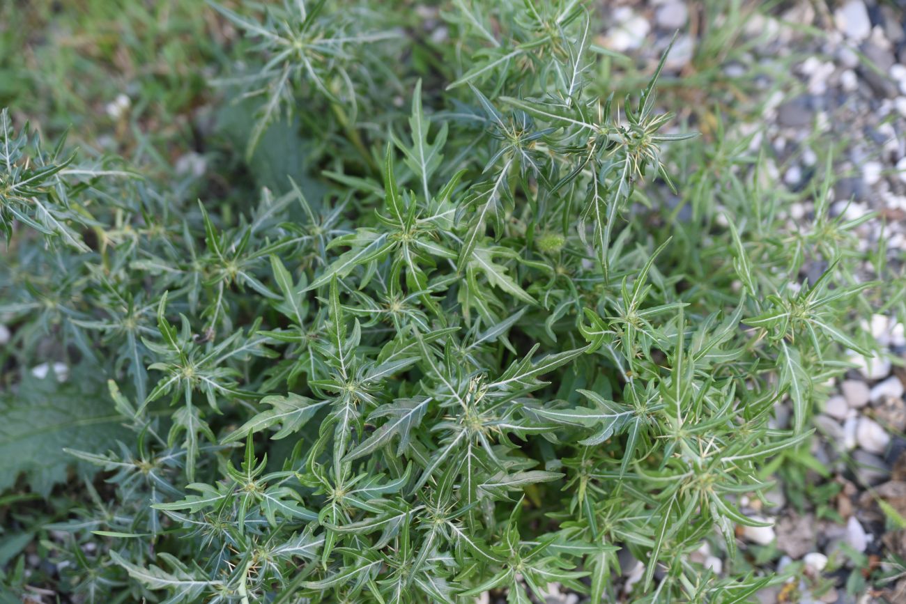 Image of Xanthium spinosum specimen.