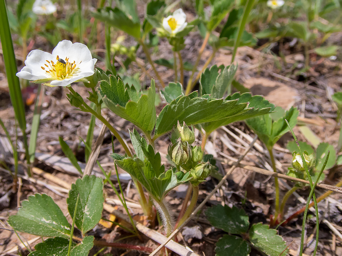 Image of Fragaria &times; ananassa specimen.