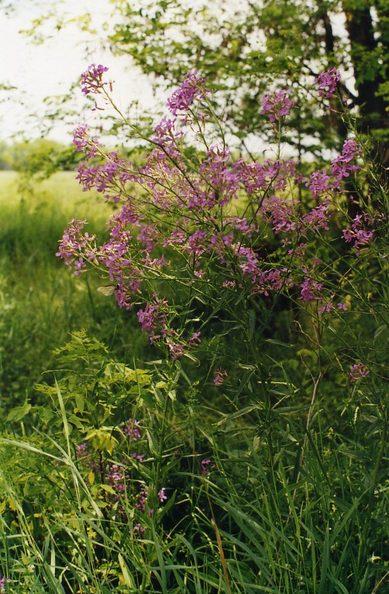 Image of genus Hesperis specimen.