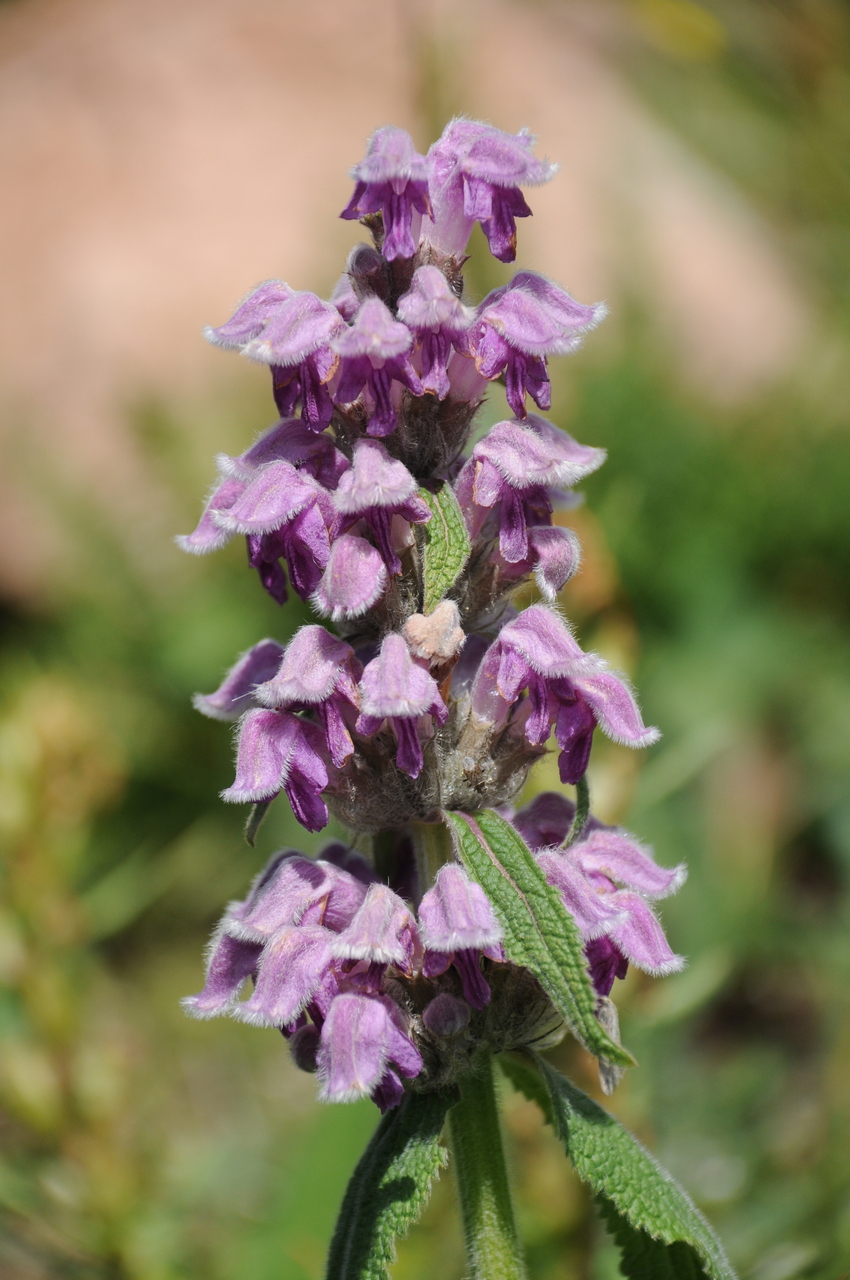 Изображение особи Phlomoides oreophila.