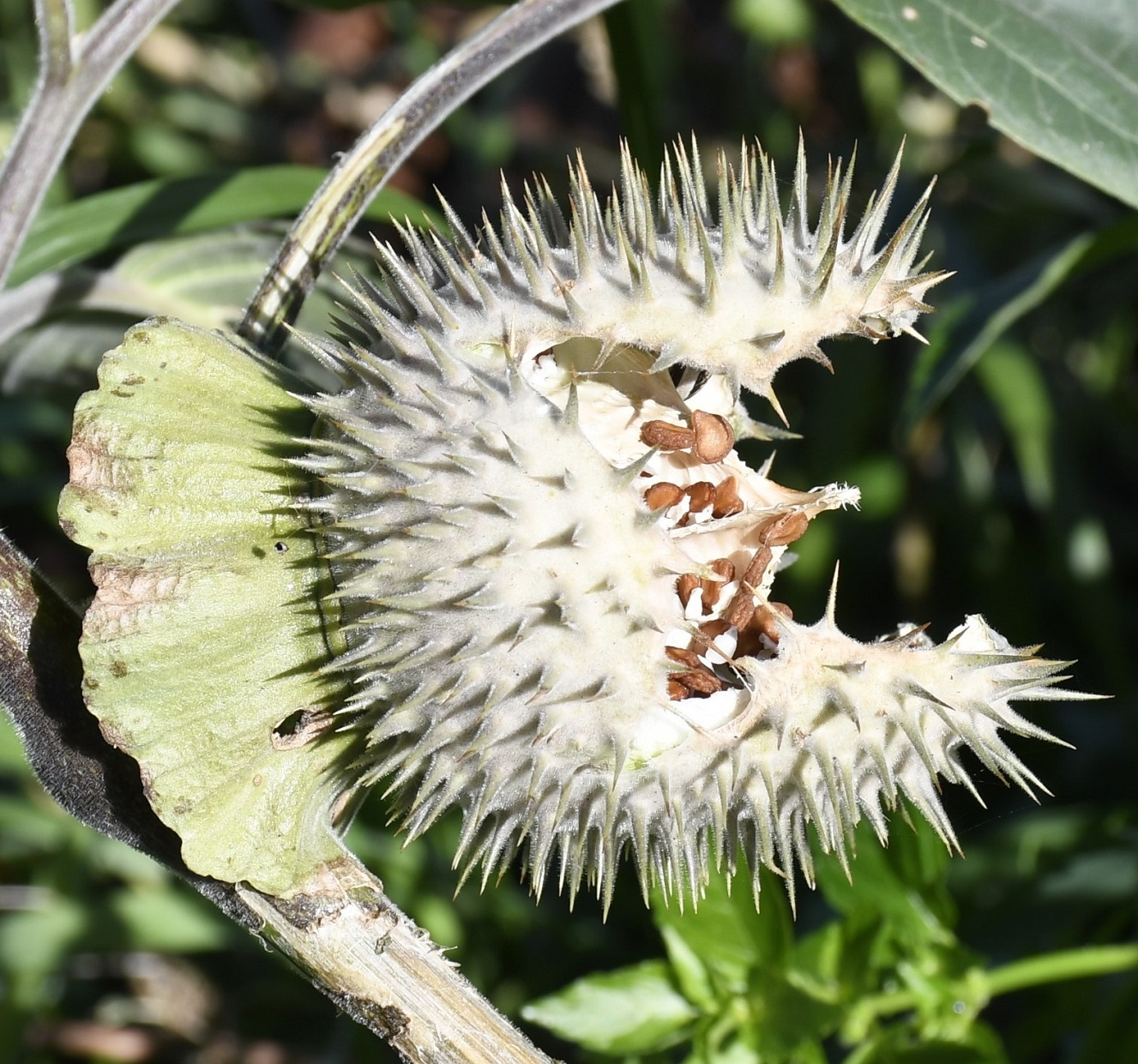 Image of Datura innoxia specimen.