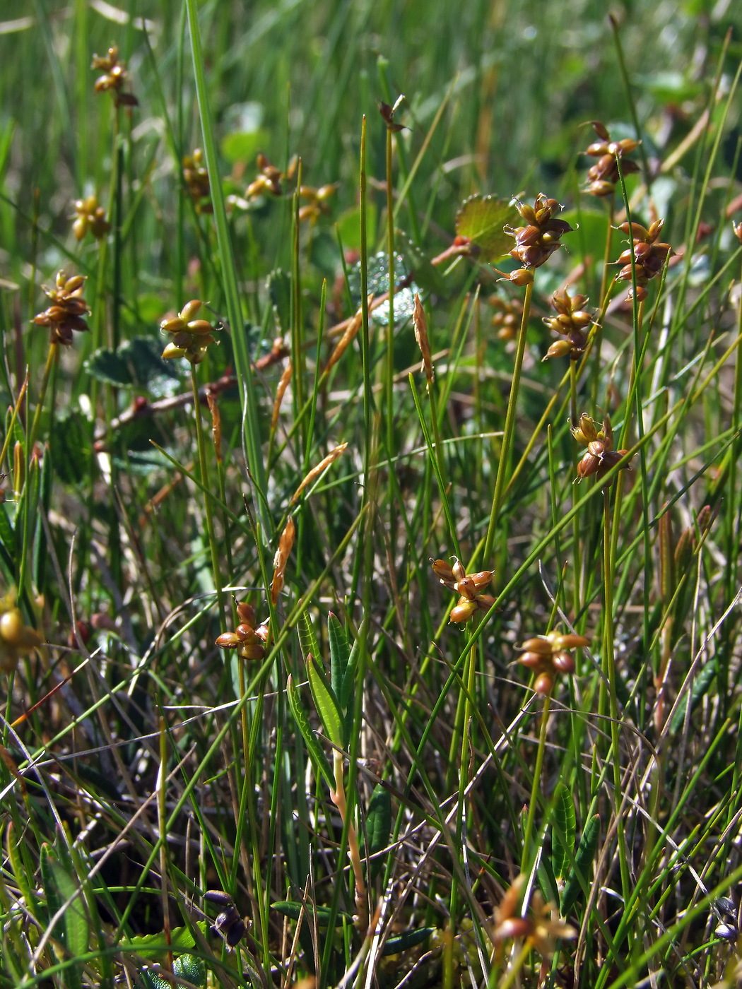 Изображение особи Carex gynocrates.