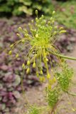 Allium pseudoflavum