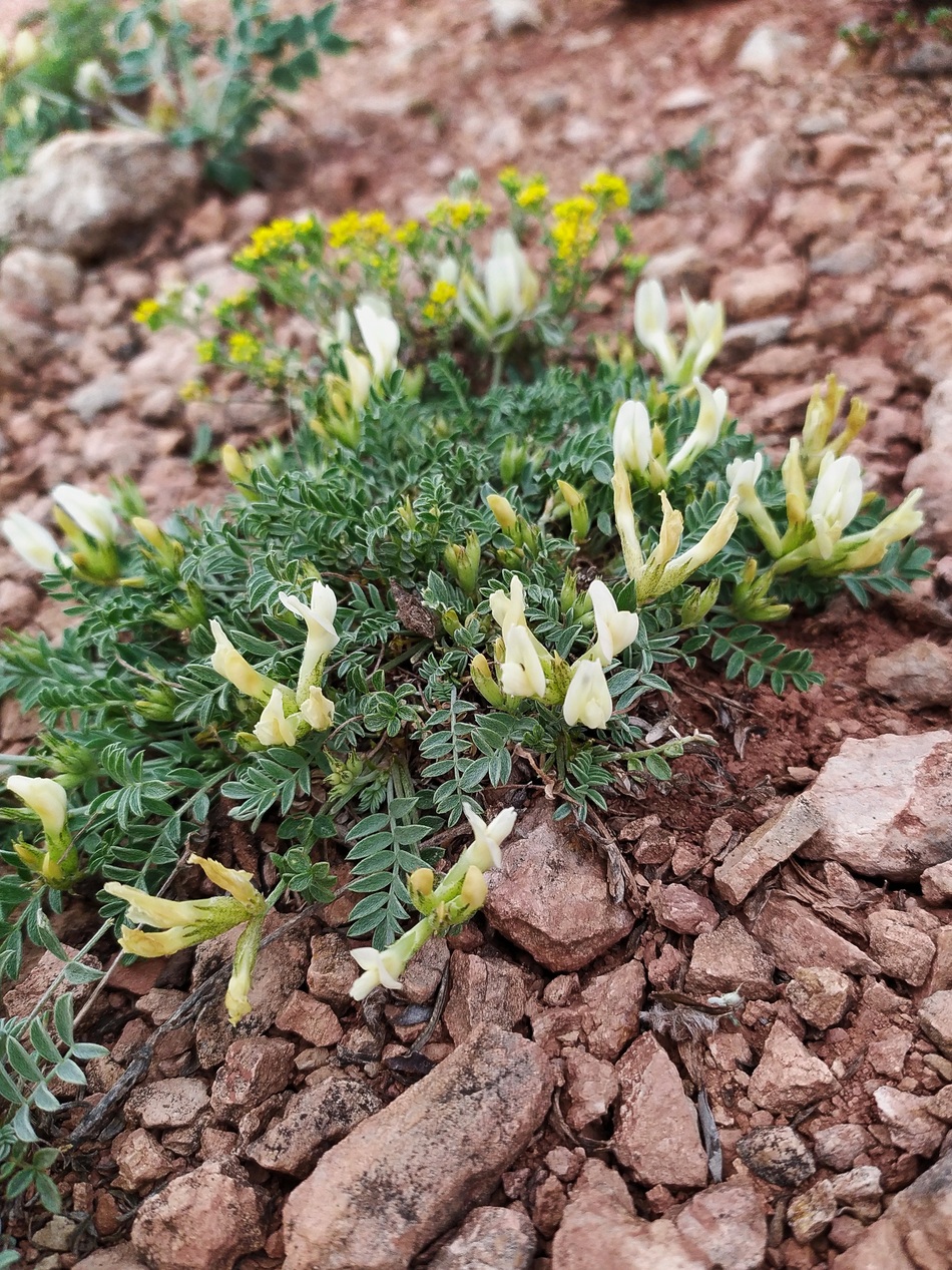 Изображение особи Astragalus helmii.