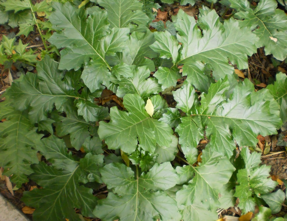 Изображение особи Acanthus mollis.