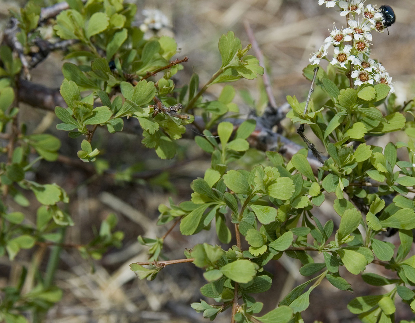 Image of Spiraea aquilegifolia specimen.