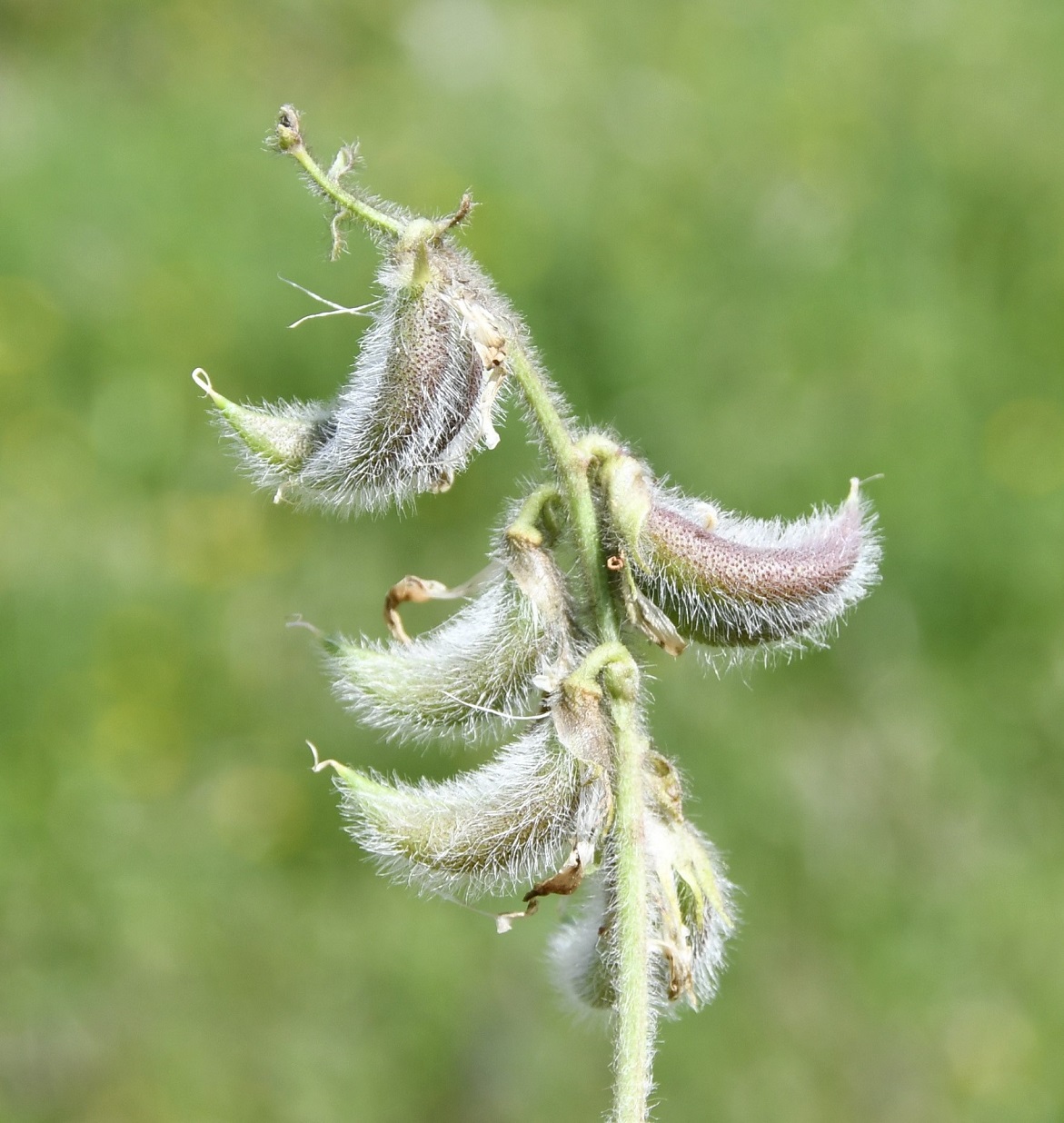 Изображение особи Astragalus suberosus ssp. haarbachii.