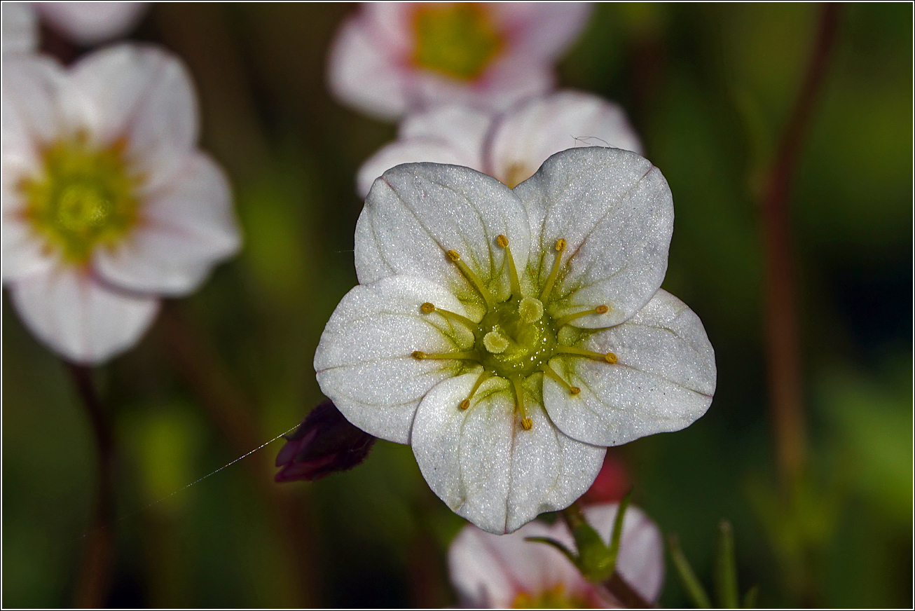 Image of Saxifraga &times; arendsii specimen.