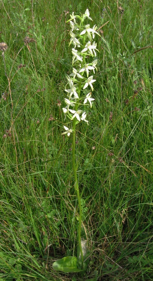 Image of Platanthera bifolia specimen.