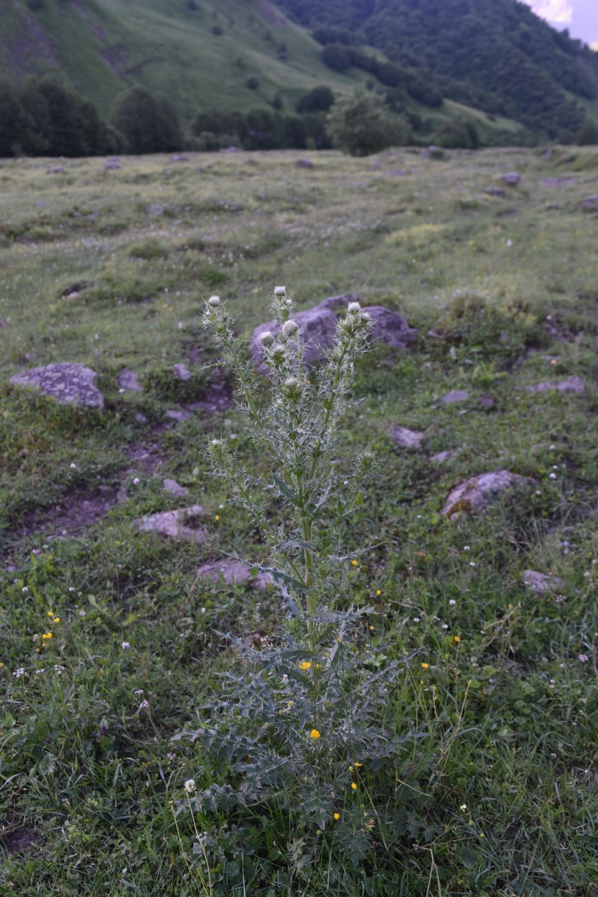 Изображение особи Cirsium echinus.