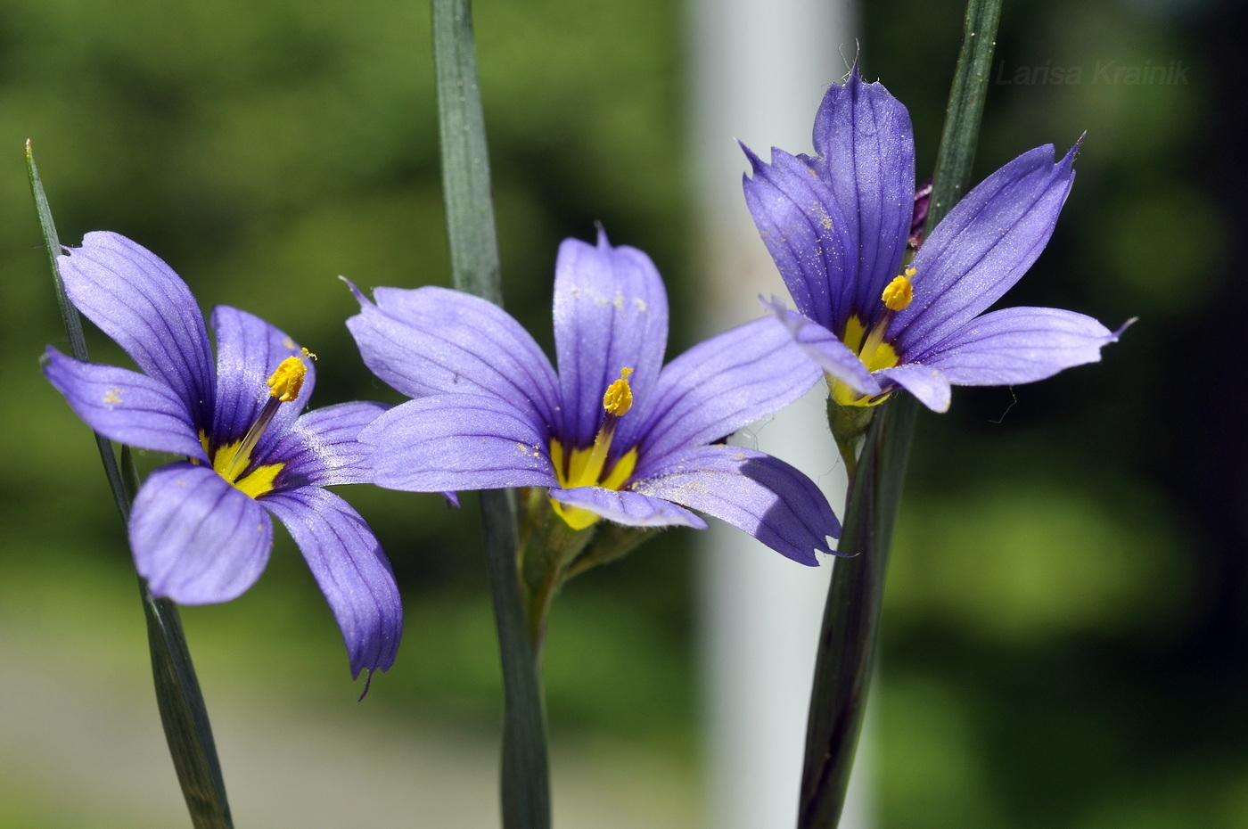 Image of Sisyrinchium septentrionale specimen.