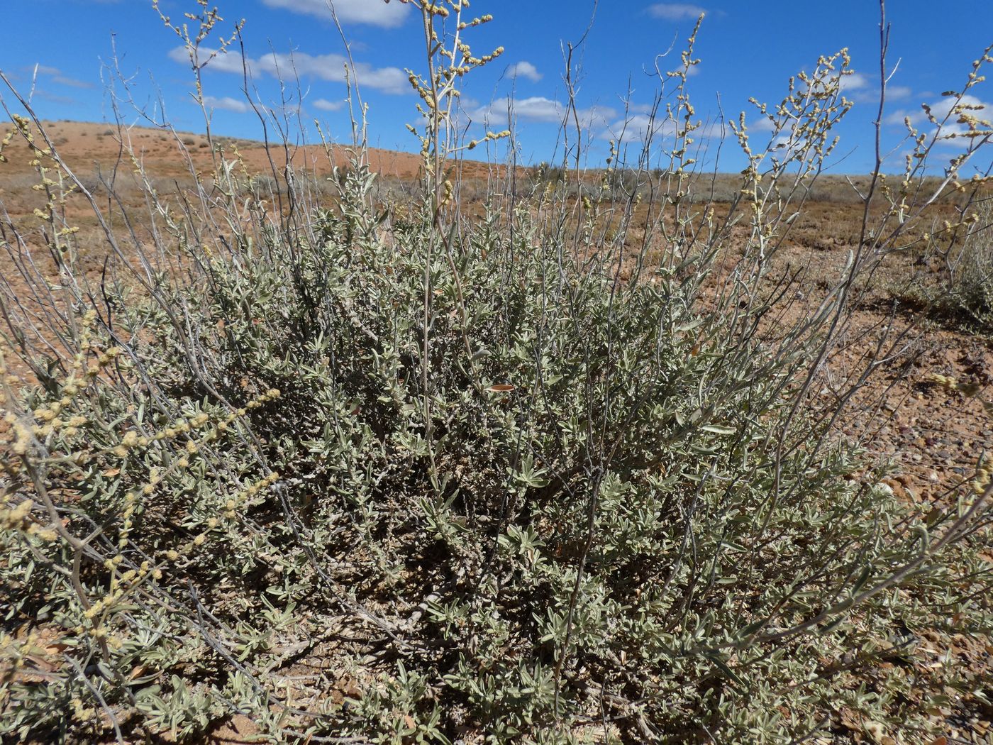 Image of Atriplex cana specimen.