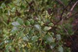 Rhamnus cathartica