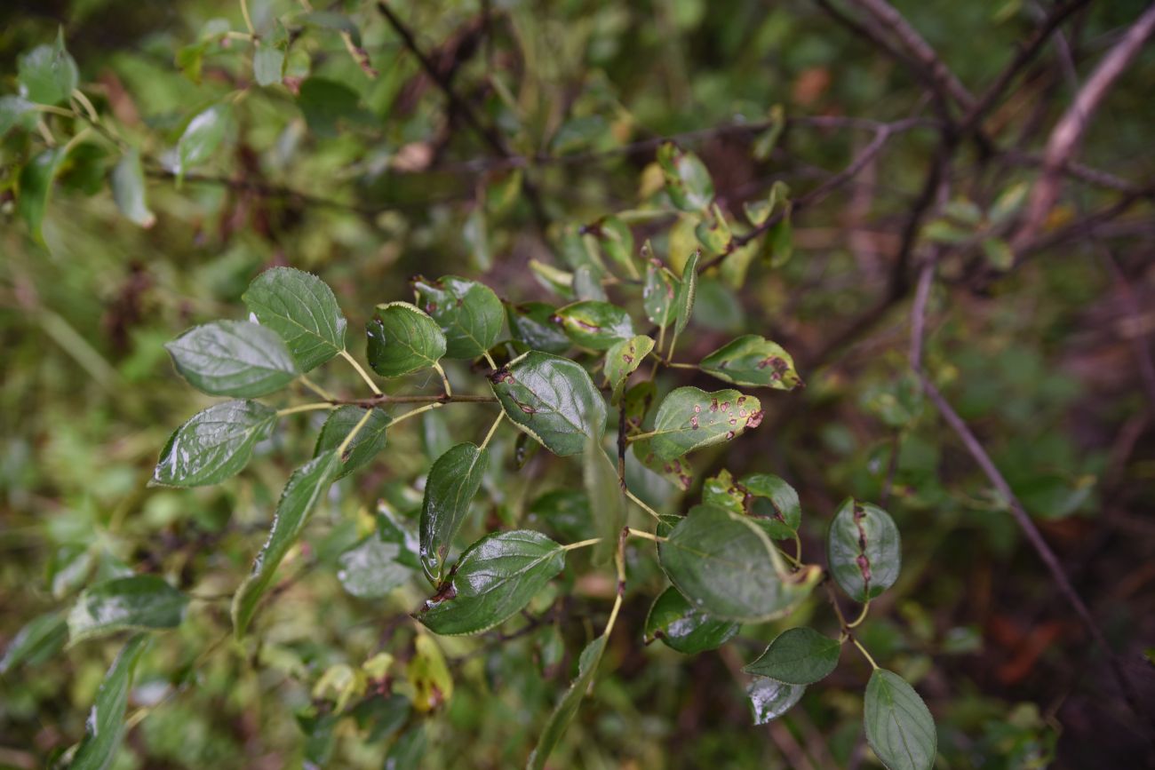 Изображение особи Rhamnus cathartica.