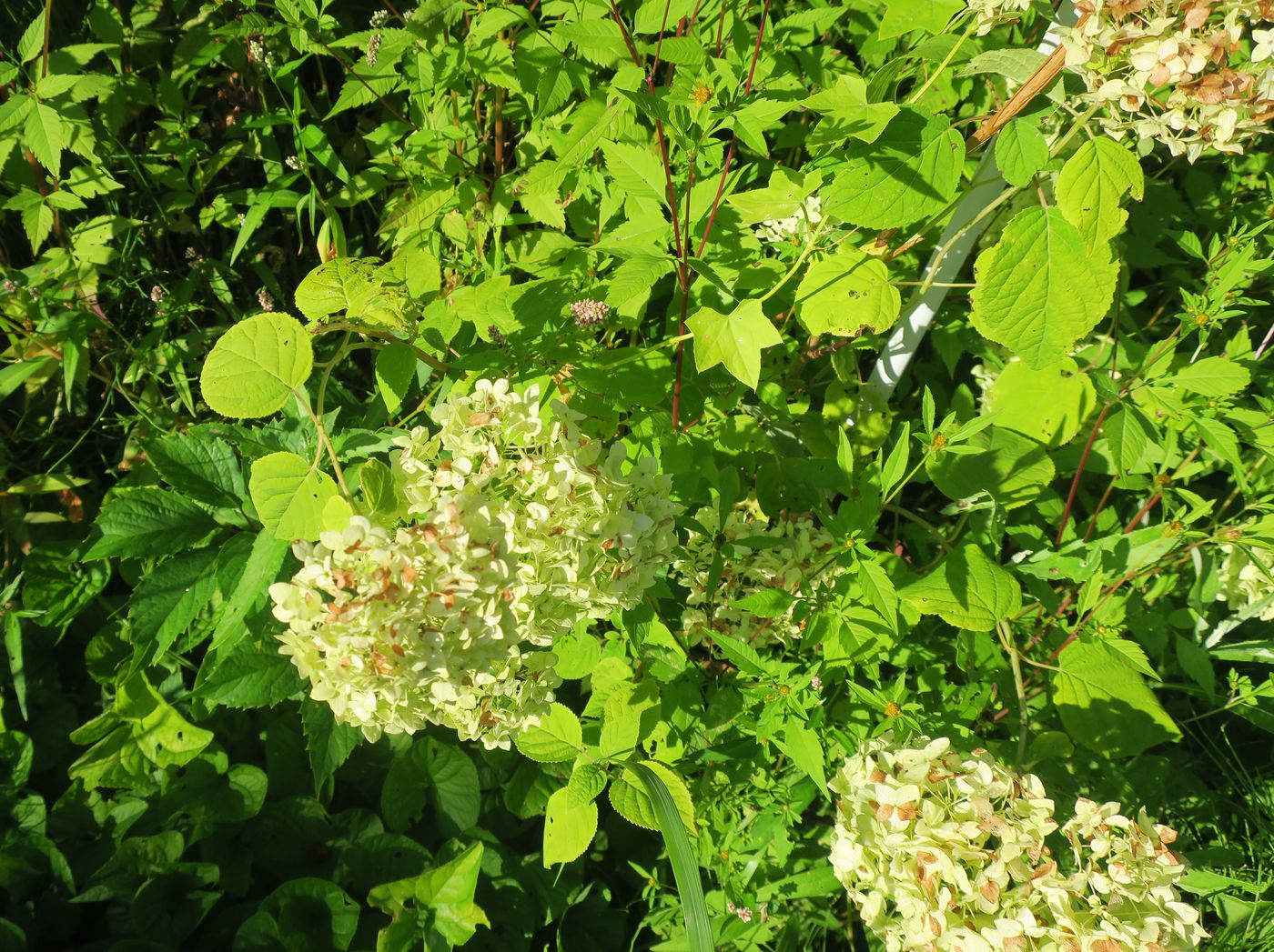 Image of Hydrangea macrophylla specimen.