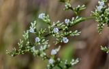 Goniolimon elatum. Часть распускающегося соцветия. Оренбургская обл., Гайский гор. округ, Губерлинские горы, степь. 03.07.2023.