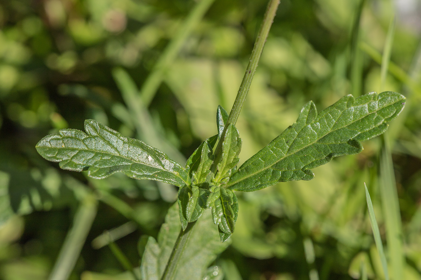 Изображение особи Verbena officinalis.