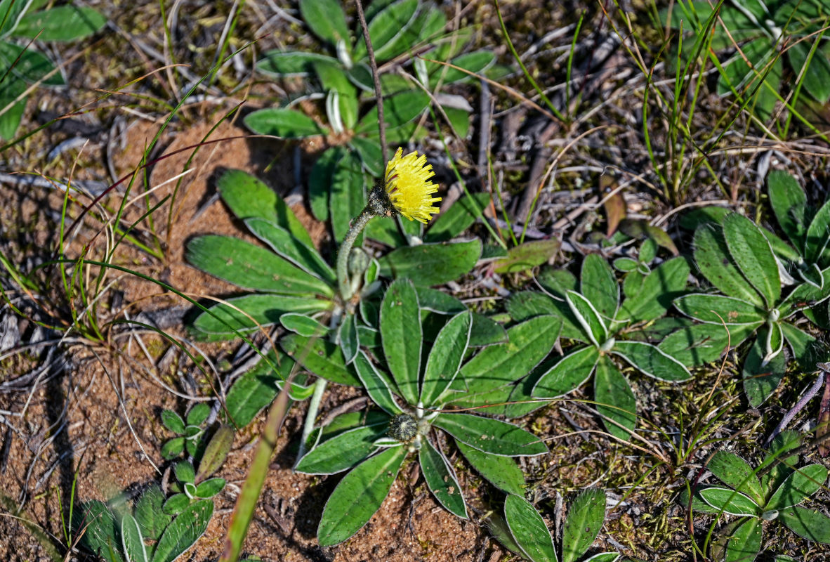 Изображение особи Pilosella officinarum.