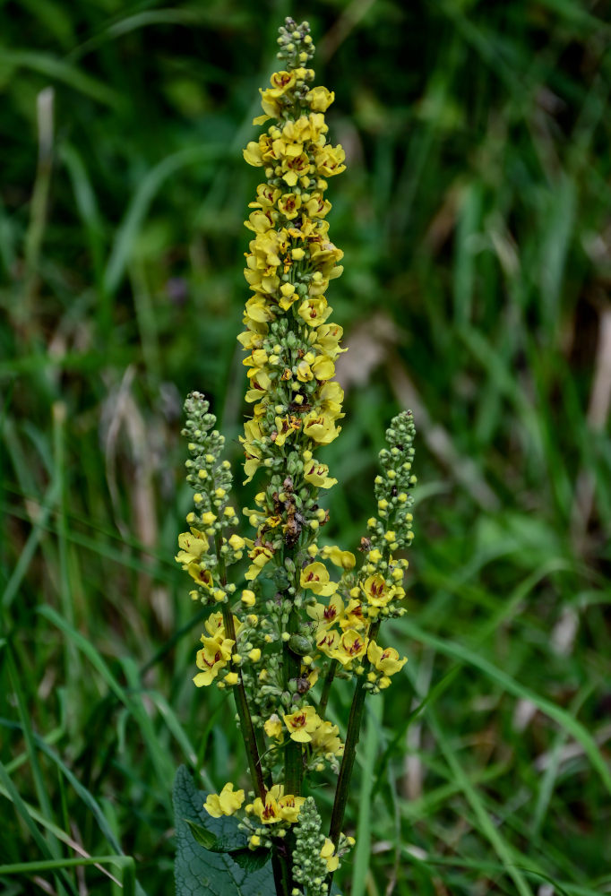 Image of Verbascum nigrum specimen.