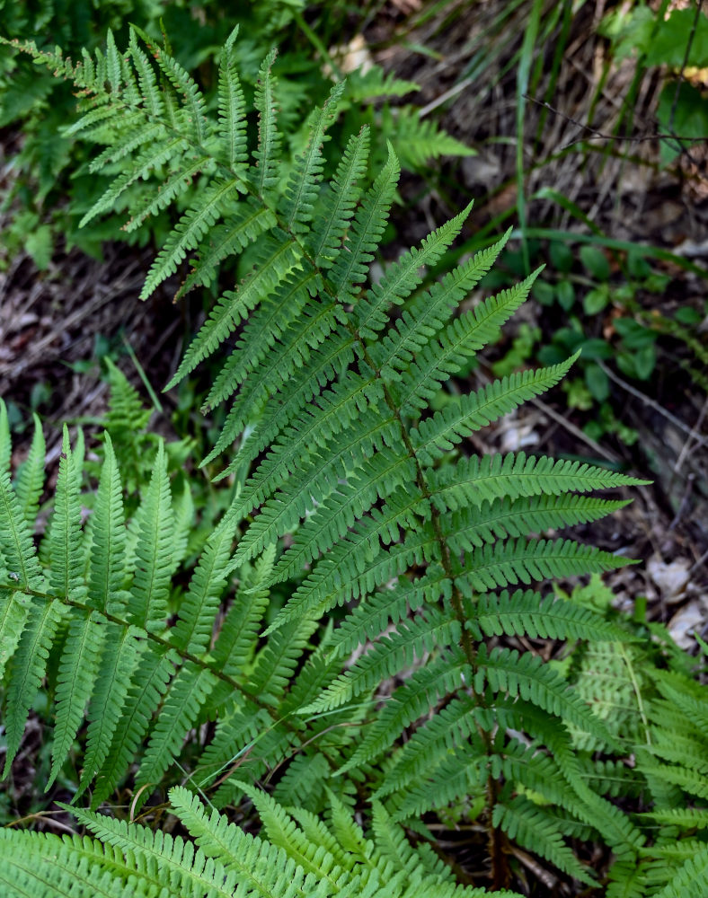 Image of Dryopteris filix-mas specimen.