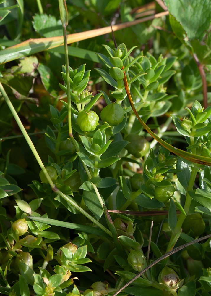 Image of Honckenya peploides ssp. major specimen.