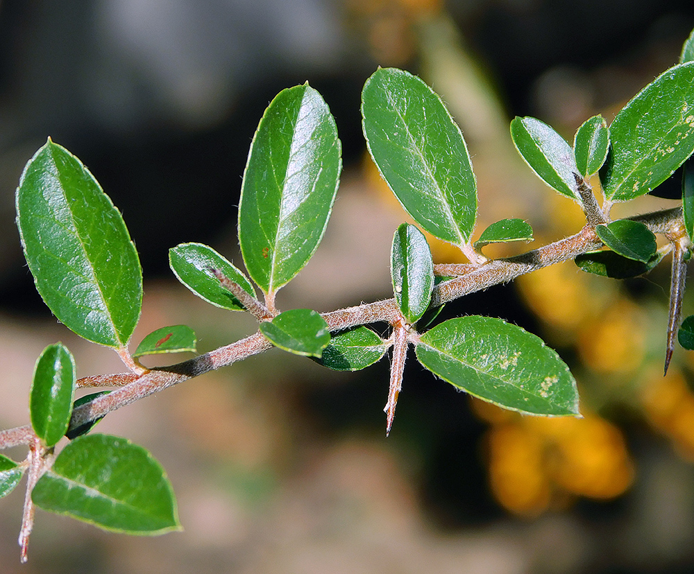 Image of Pyracantha crenulata specimen.