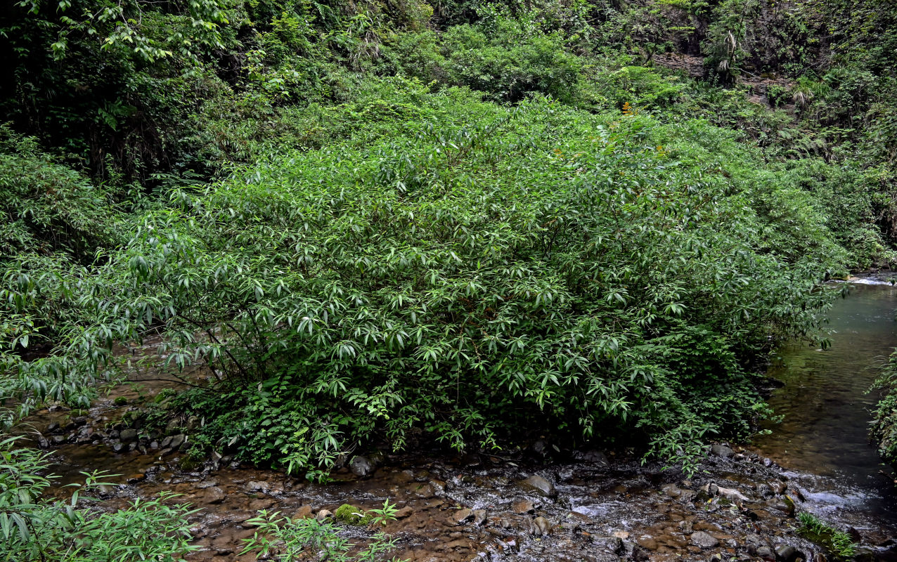 Image of Debregeasia longifolia specimen.