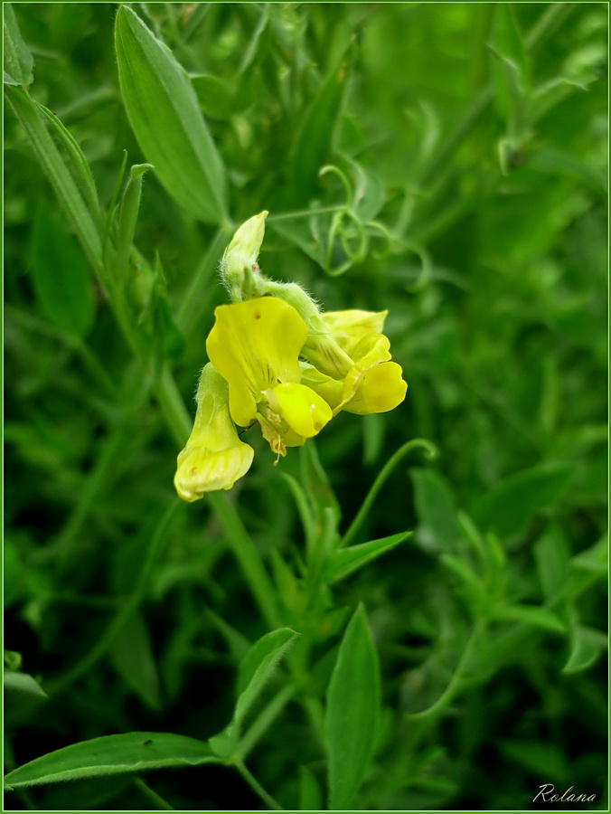 Изображение особи Lathyrus pratensis.