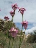 Allium albanum