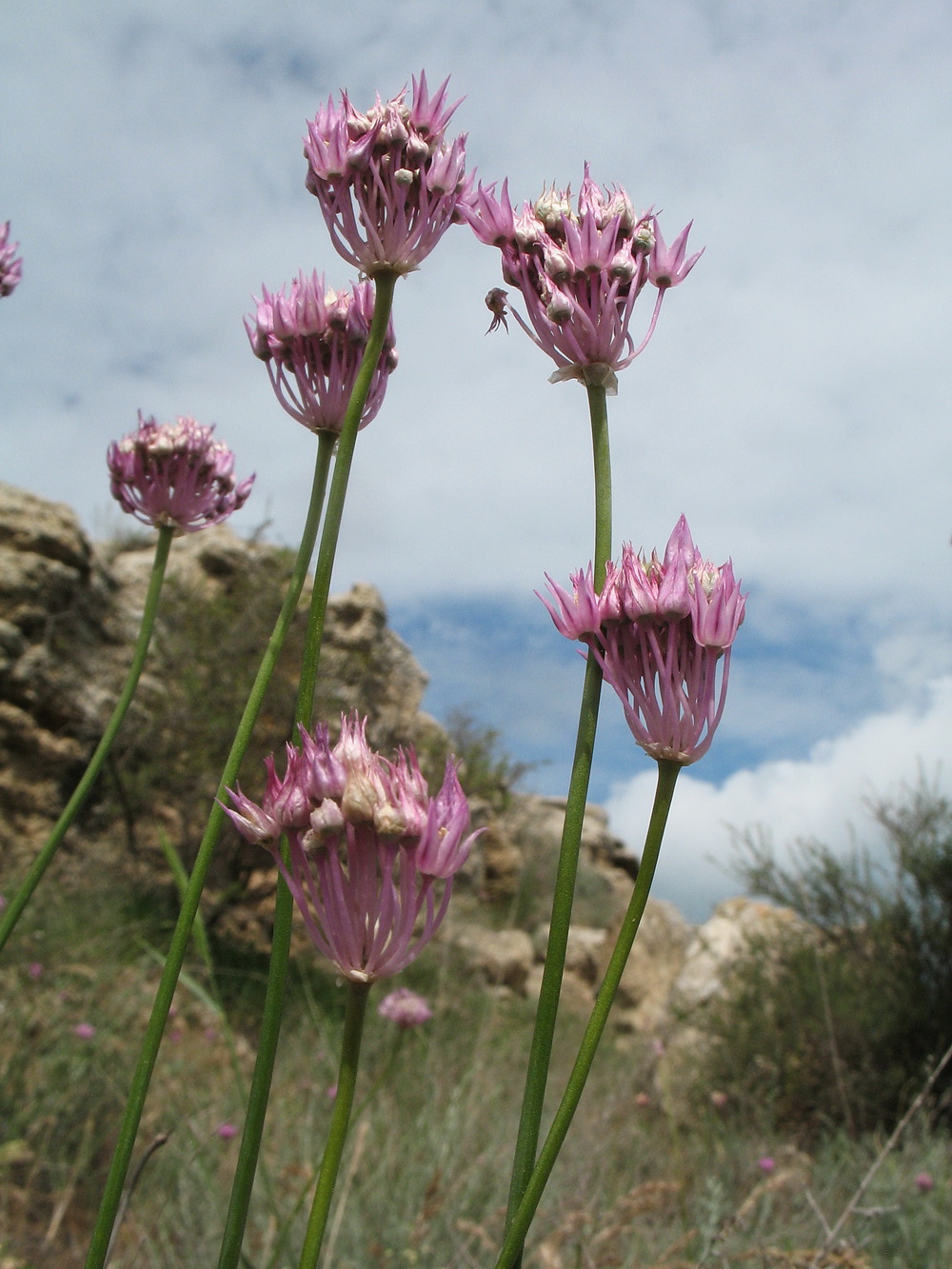 Изображение особи Allium albanum.