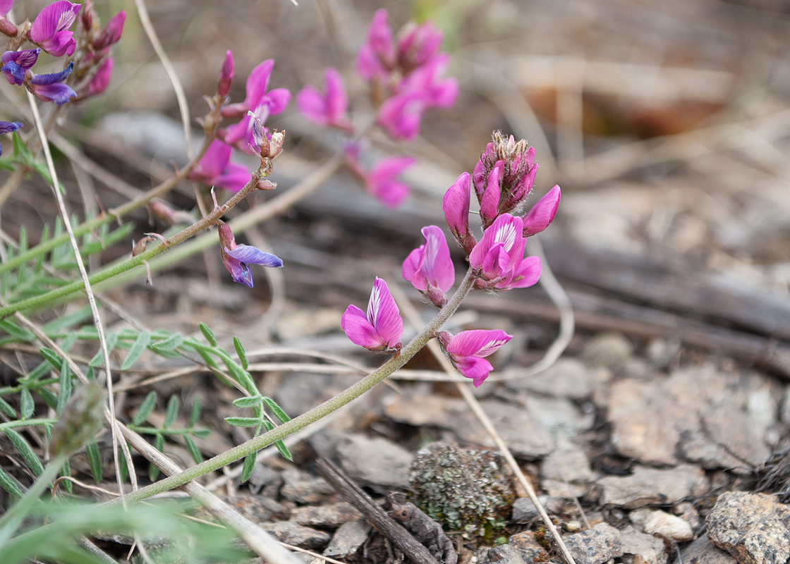 Изображение особи Oxytropis floribunda.