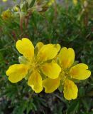 View full-size image Potentilla biflora