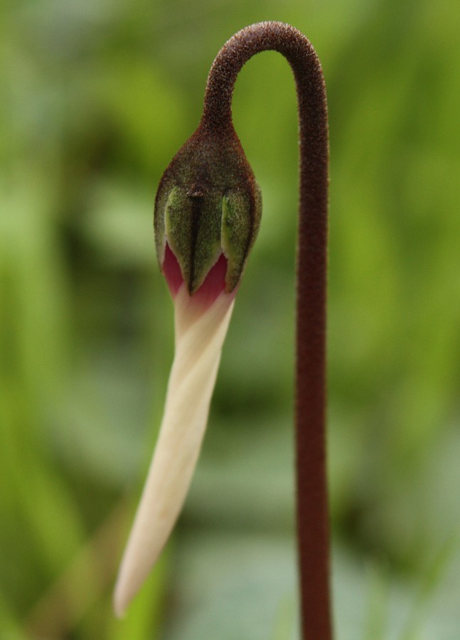 Изображение особи Cyclamen persicum.