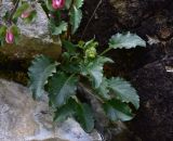 View full-size image genus Campanula