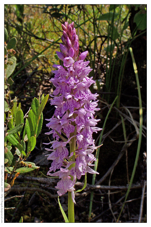 Image of Dactylorhiza fuchsii specimen.