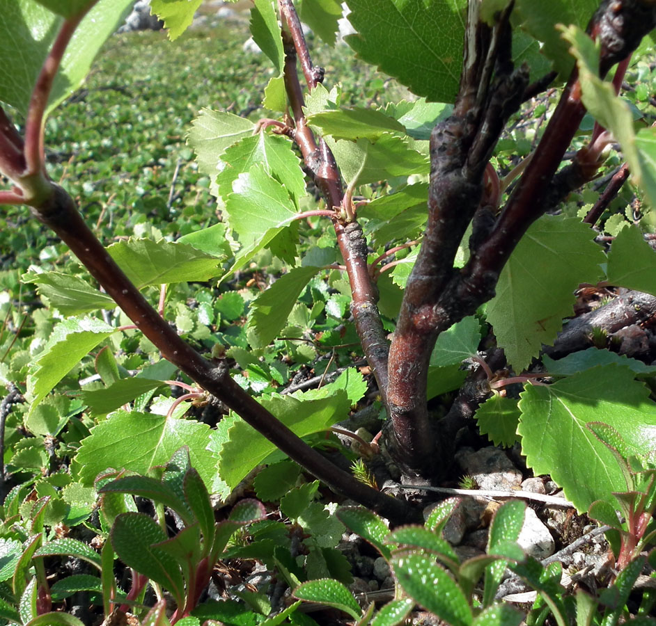 Image of genus Betula specimen.