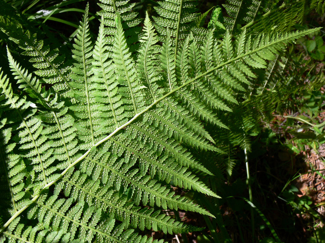 Изображение особи Athyrium filix-femina.