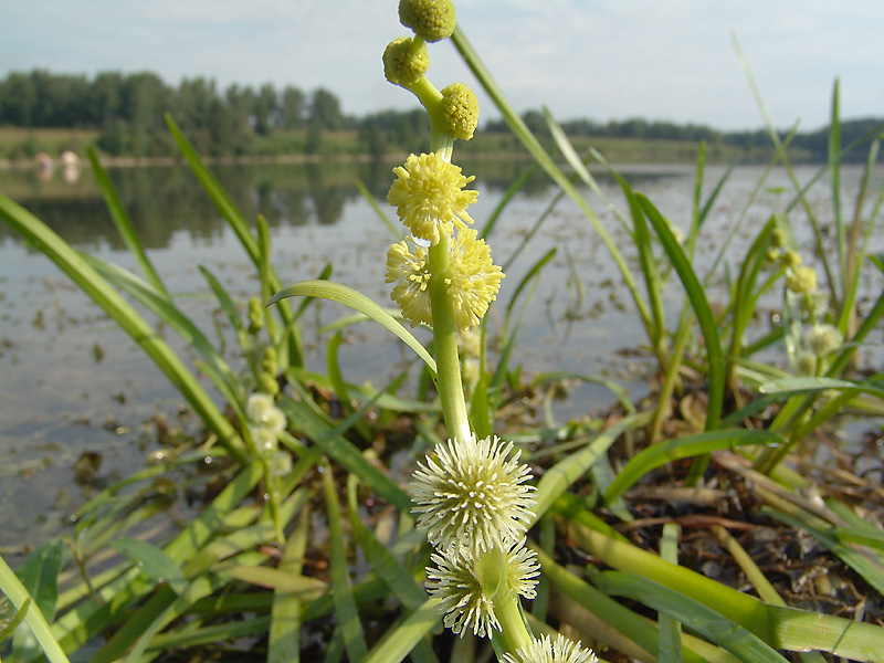 Image of Sparganium emersum specimen.