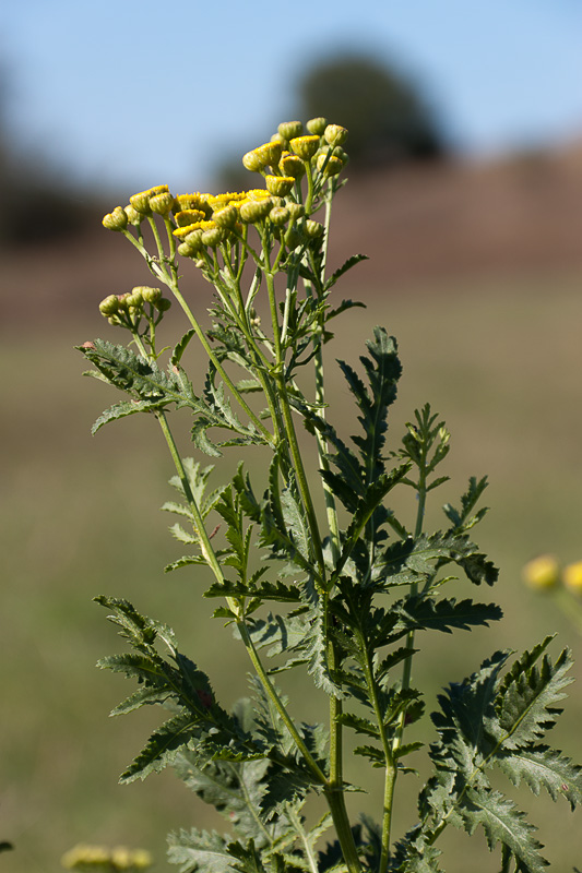 Изображение особи Tanacetum vulgare.