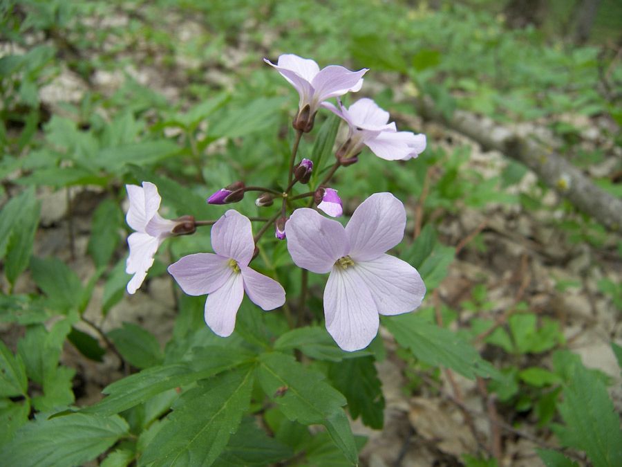 Изображение особи Cardamine quinquefolia.