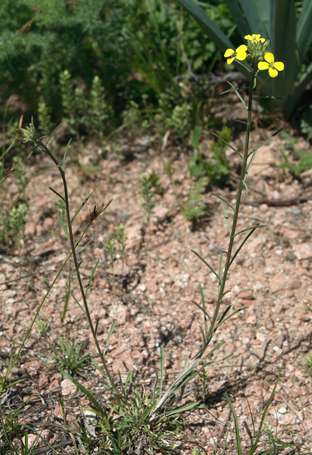 Image of Erysimum canescens specimen.