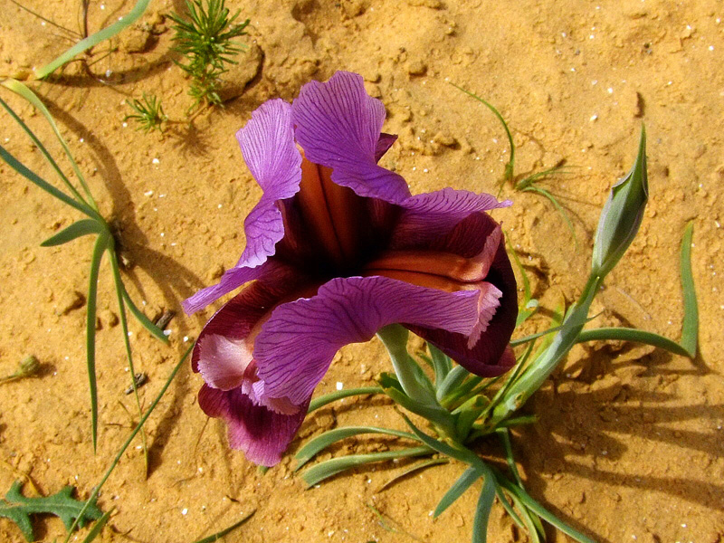 Image of Iris mariae specimen.