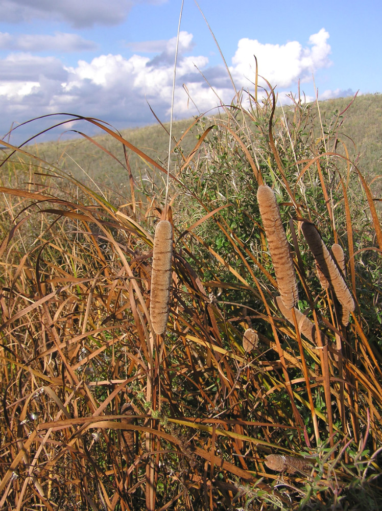 Image of genus Typha specimen.